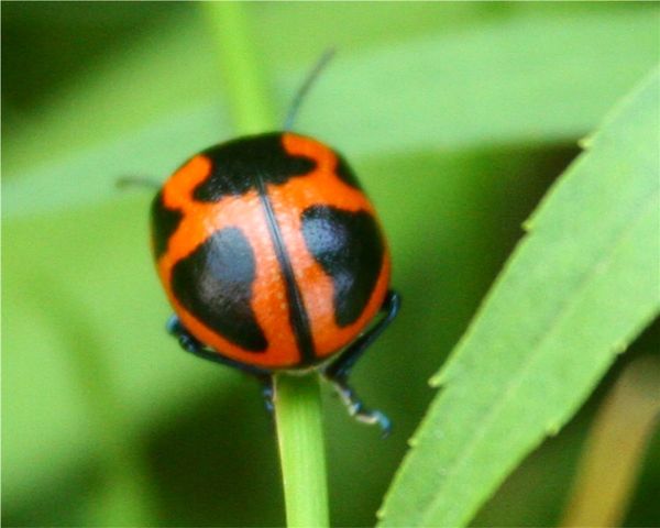red beetle with blackspots...