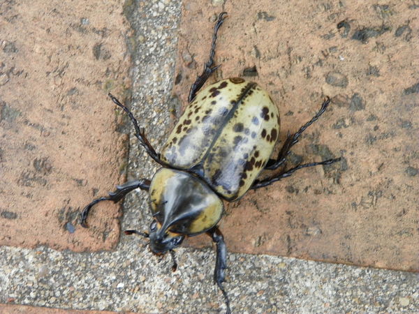 Hercules Beetle...
