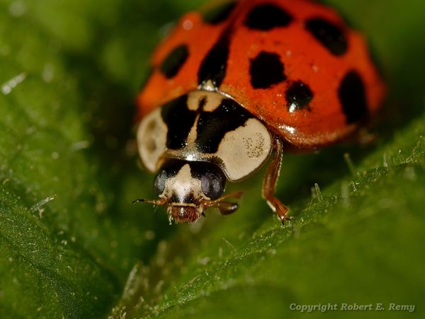 Ladybug at 2:1 f29 , 1/60ss , iso 125...