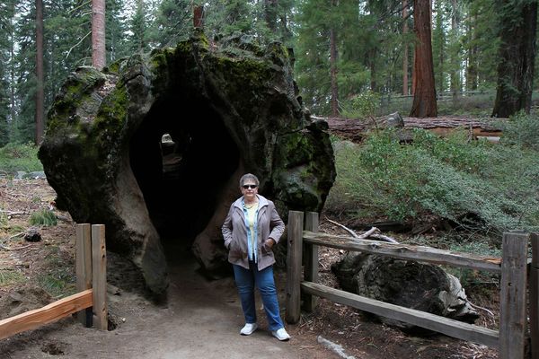 #5-My wife, Jinx at fallen Sequoia...