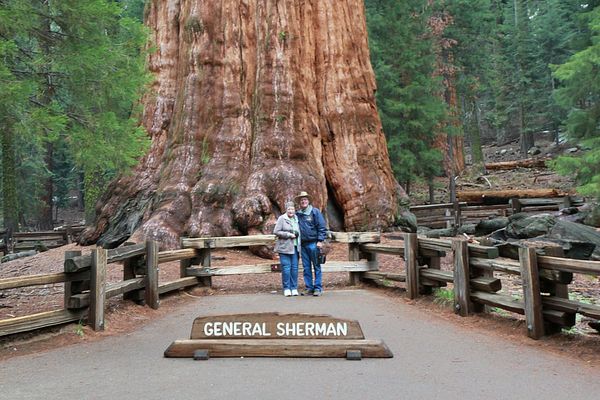 #1-Bottom Part of General Sherman. The largest liv...