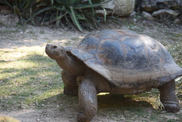 Mr. Tortoise out for a stroll...
