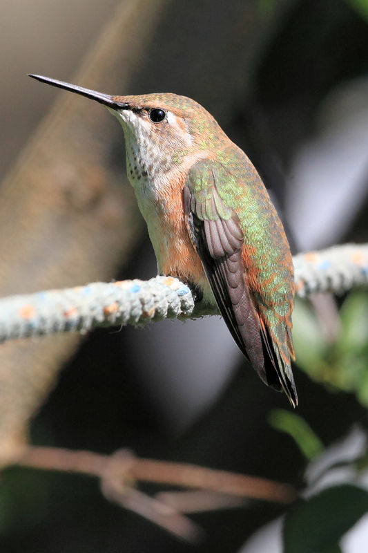 and the next day a baby hummer drops in to pose fo...