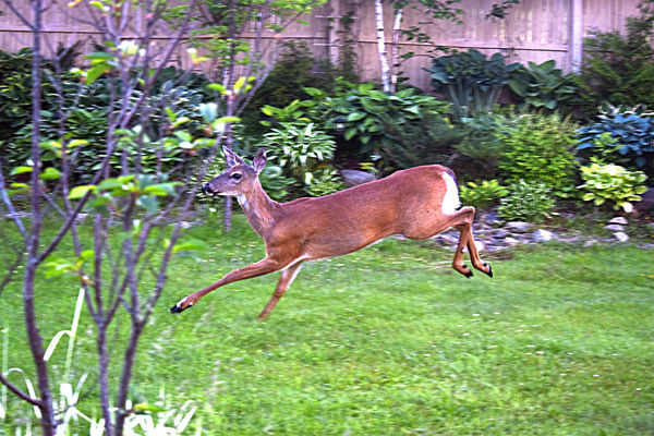 deer in our backyard!...