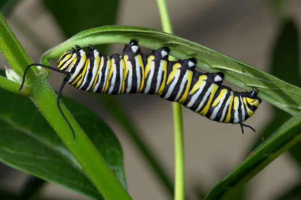 1.) Fifth instar Monarch caterpillar "notching" le...