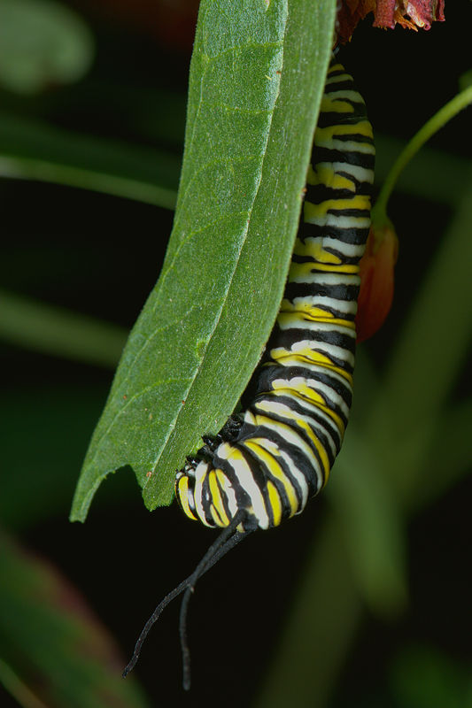 3.) Fifth instar Monarch caterpillar consuming lea...