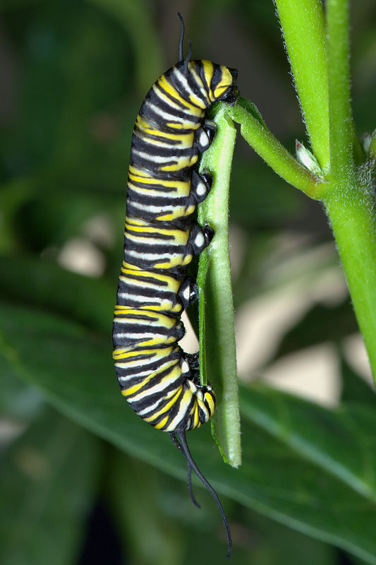 4.) Fifth instar Monarch caterpiller nearly finish...