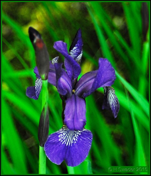 Purple Iris Bloom...