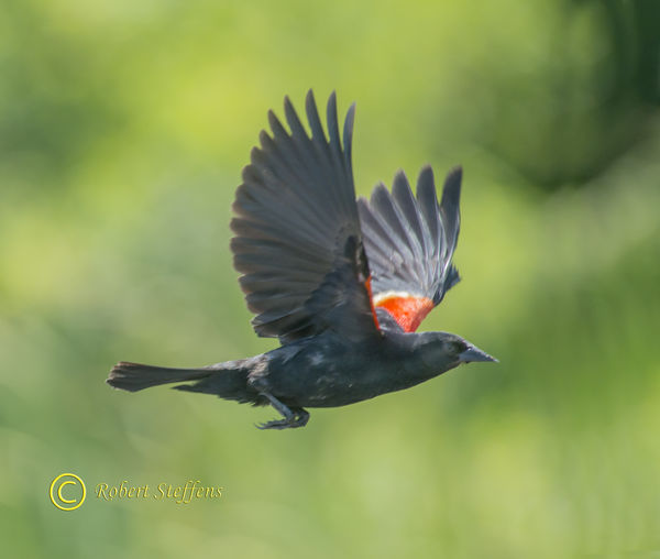 Red-winged Blackbird...