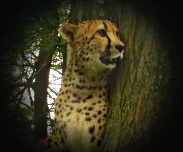 cheetah was up in the tree again. :)...