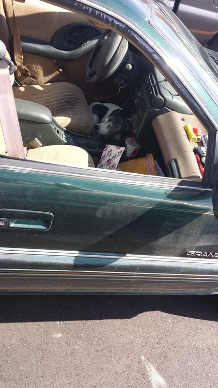 Dog left in car...