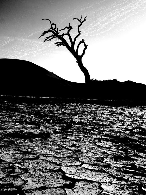 Dry River Bed / Namibia...