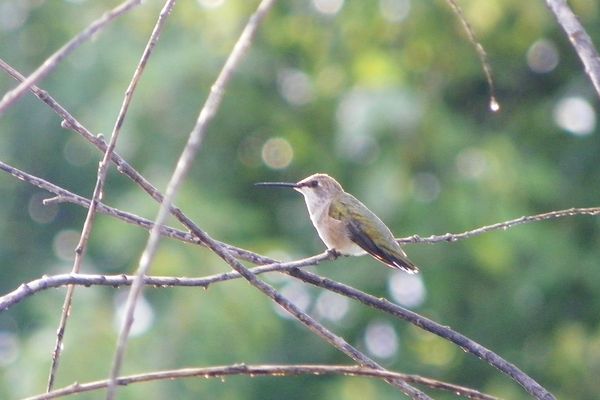 Black-chinned Hummingbird  female...