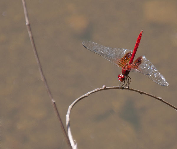 Red Skimmer Dragonfly...