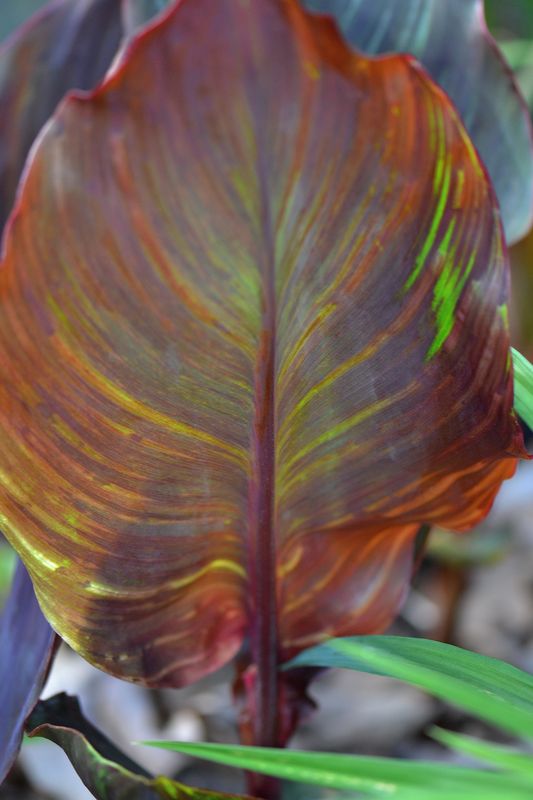 Cana leaf backlit...
