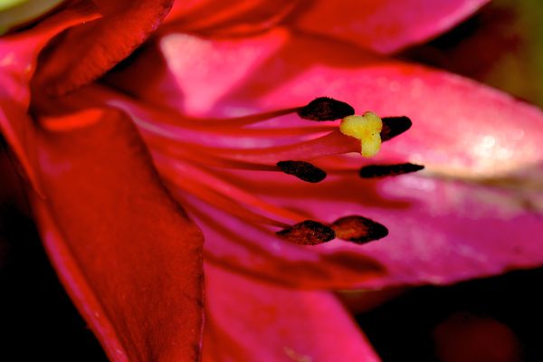 Closeup Asiatic Lily "Cote D'Azure"...