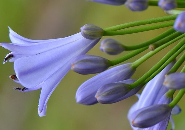 Agapanthus Stormy Blue...