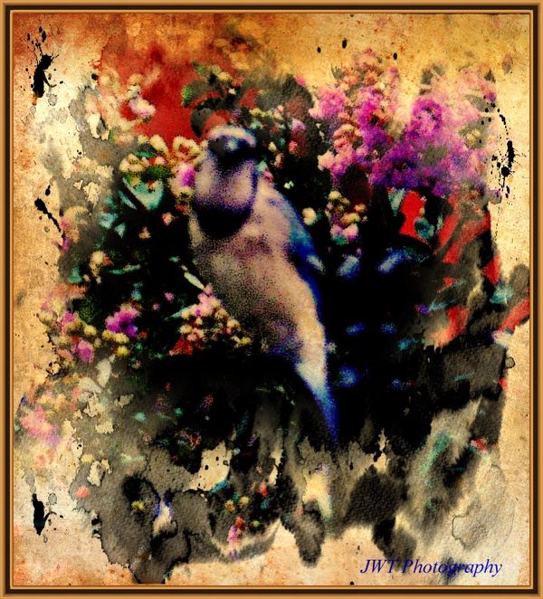 Blue Jay in watercolor abstract...