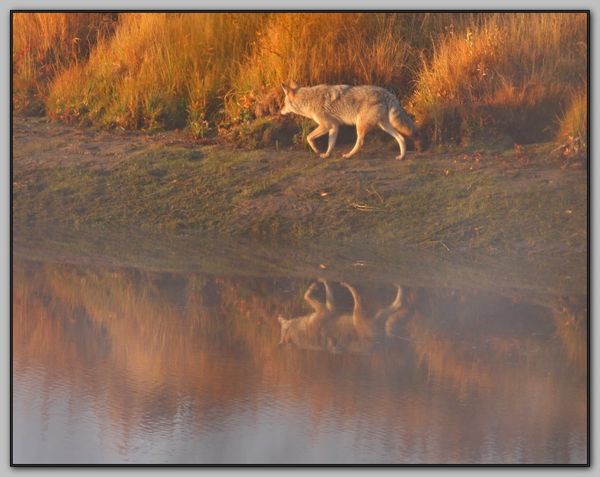 A coyote reflection...