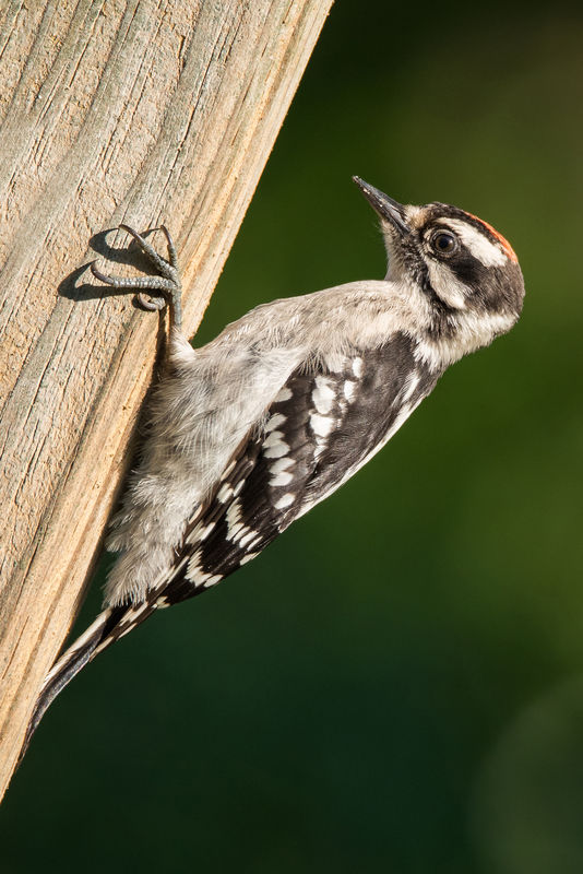 Juvenile Downey Woodpecker male...
