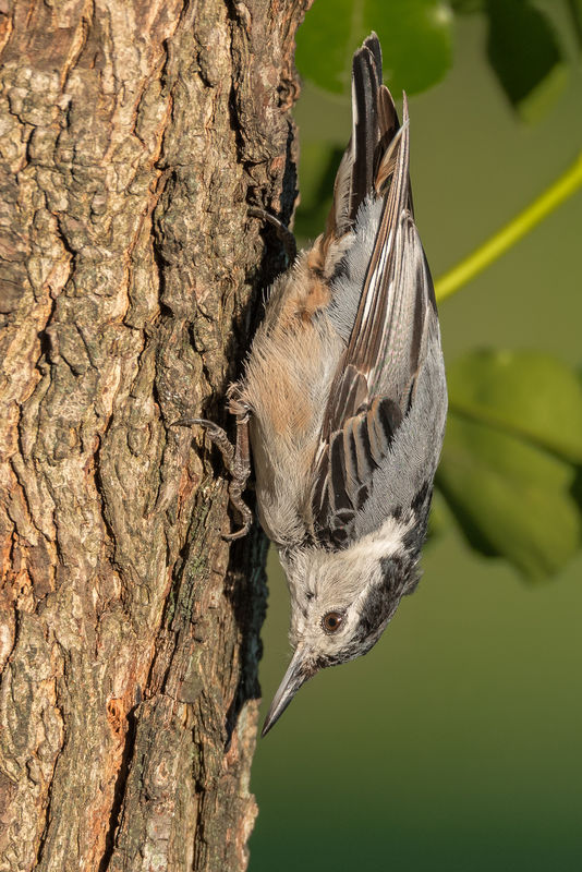 Nuthatch working the tree...
