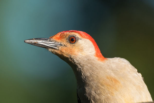 male Red Bellied Woodpecker (portrait)...