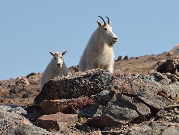 Mountain Goats in Beartooth Pass...