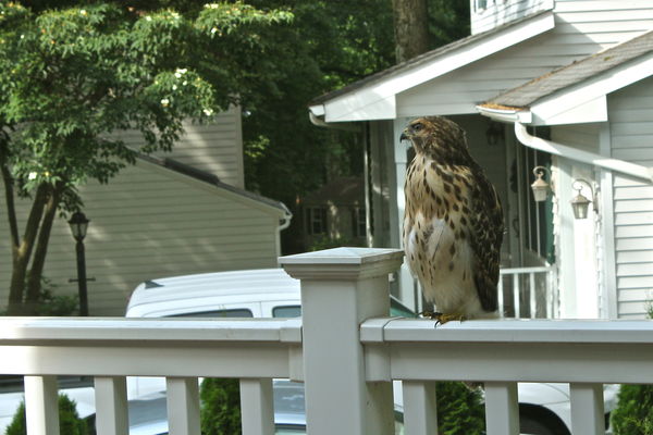 This one was on my deck railing....