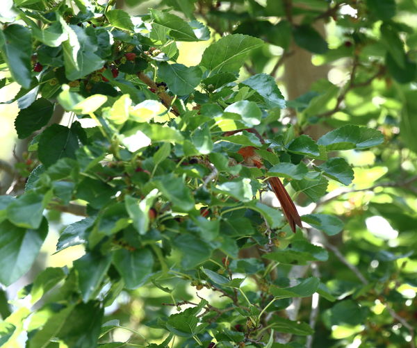 Cardinal, wouldn't stop eating the mulberries long...