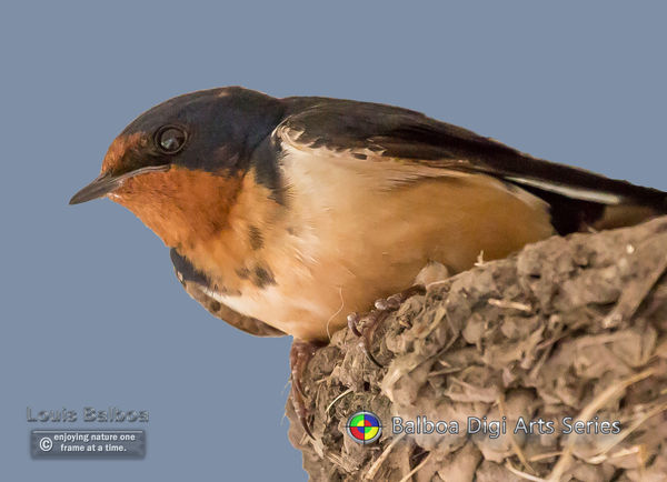 Cliff Swallow....