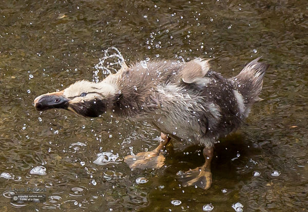 Baby Mallard in the rinse cycle....