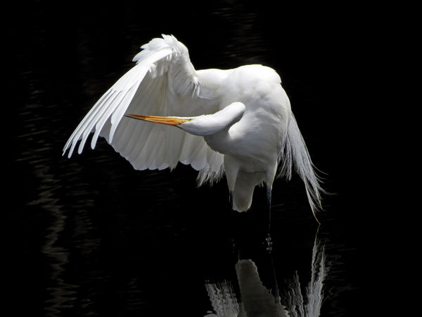 Great Egret...