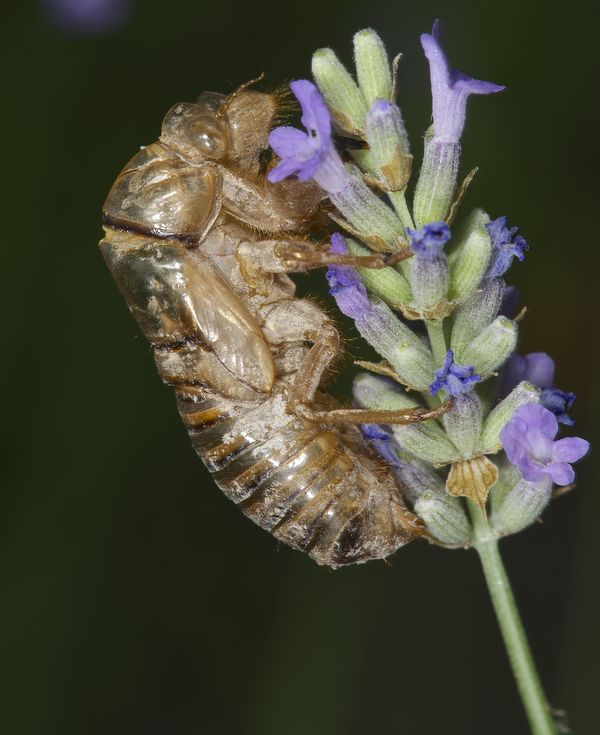 Empty Cicada Husk...