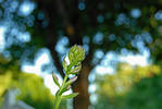 Hosta buds with Ash Tree in Bokeh after 2nd 10 ste...