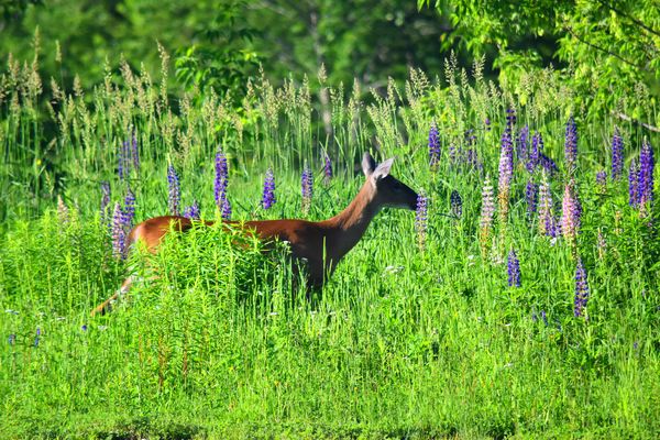 deer entering a lupine patch...