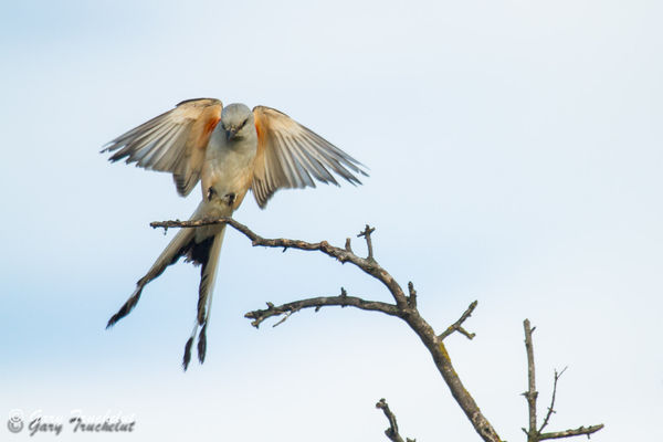 Scissor-tailed Flycatcher...