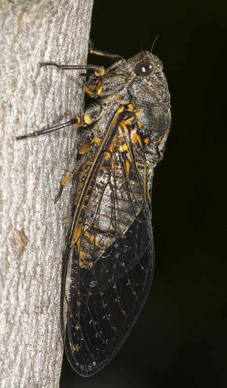 Cicada, a live one...