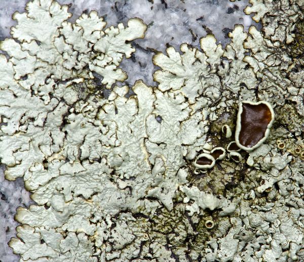 Lichen on a tombstone...
