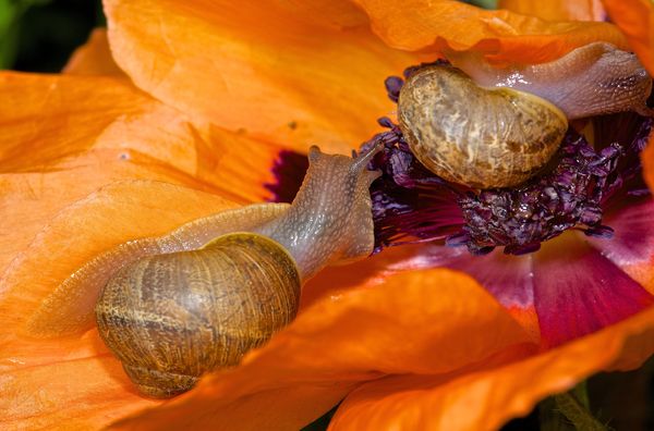 Snail's on a Poppy plant...
