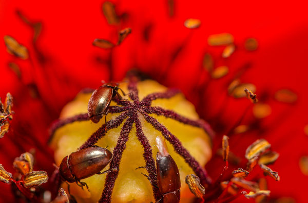 Beetles in a poppy flower....
