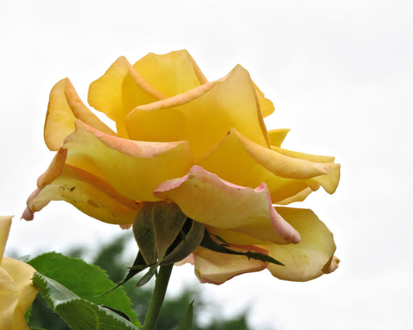 Looking up at a Yellow Rose, MN Landscape Arboretu...