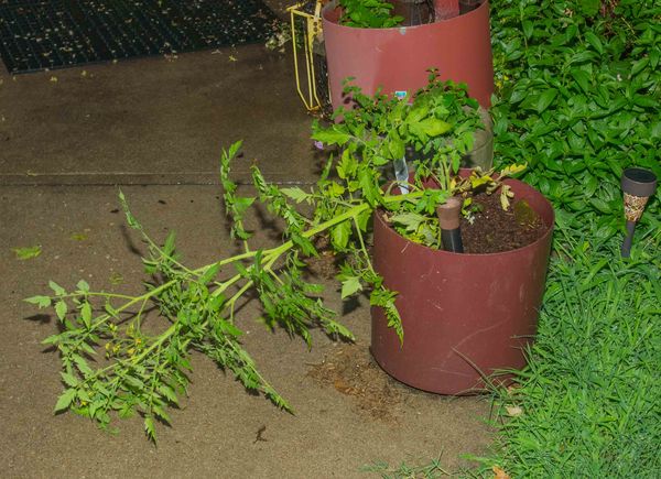 our poor potted tomato plant.  Fortunately, I was ...