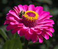 I walked in my garden and saw this Zinnia...