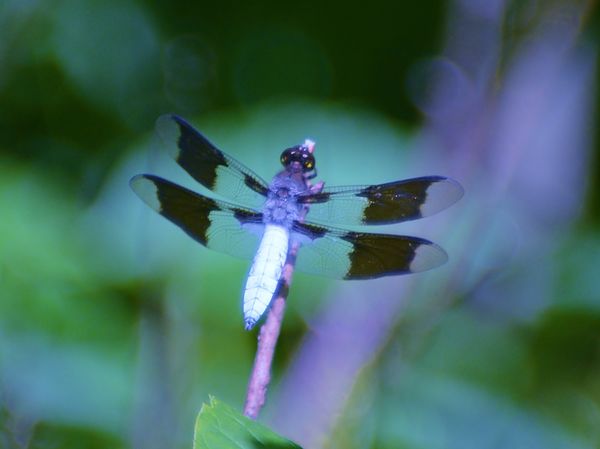 Exotic Dragonfly...