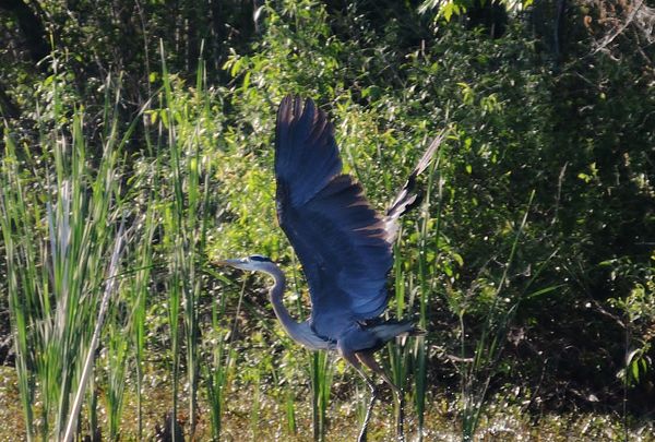 Big Blue Heron In Flight...