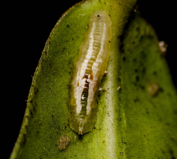 Hover Fly larvae   (Syrphid Fly)...