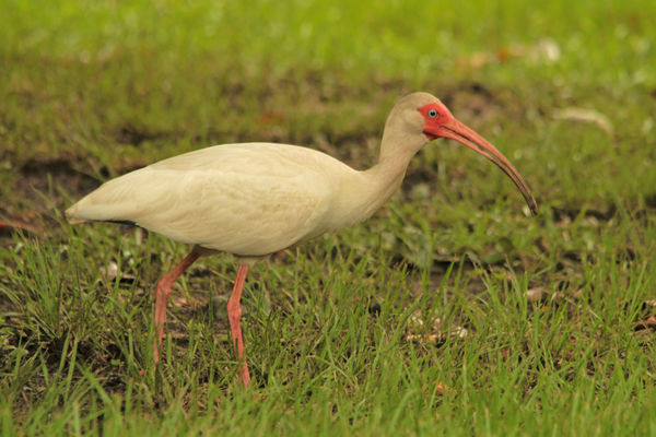 And life continues - for the Ibis, not so much for...