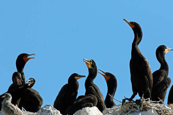 Double Crested Cormorants...