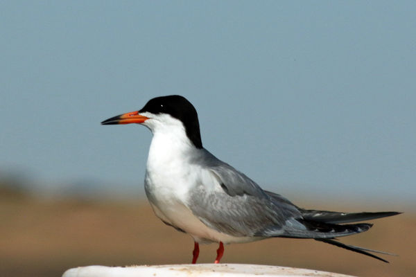 Common Tern...