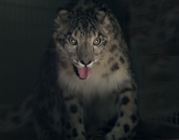 1. A female snow leopard emerges from her den (SX ...